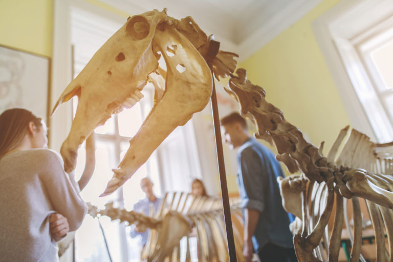 vet class horse skeleton