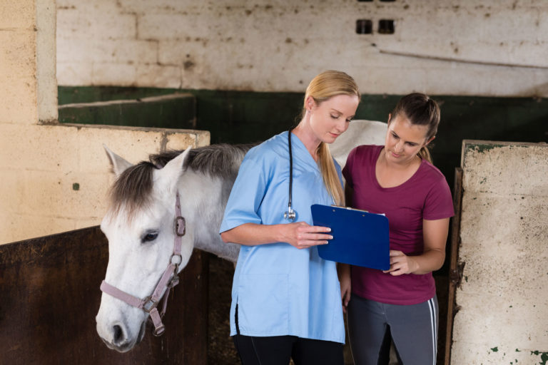 vet client gray horse clipboard