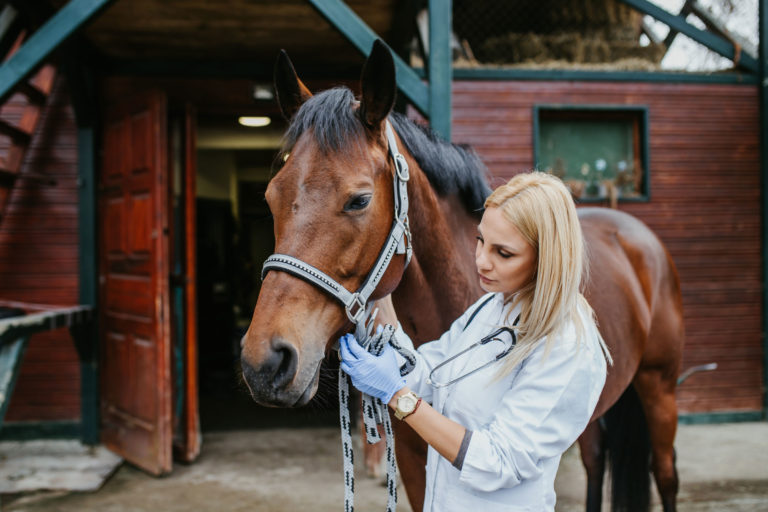 vet horse gloves