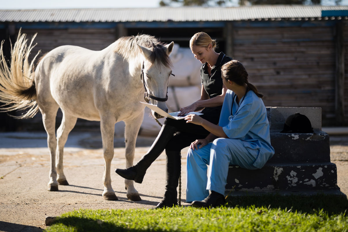 vet horse owner computer outside happy