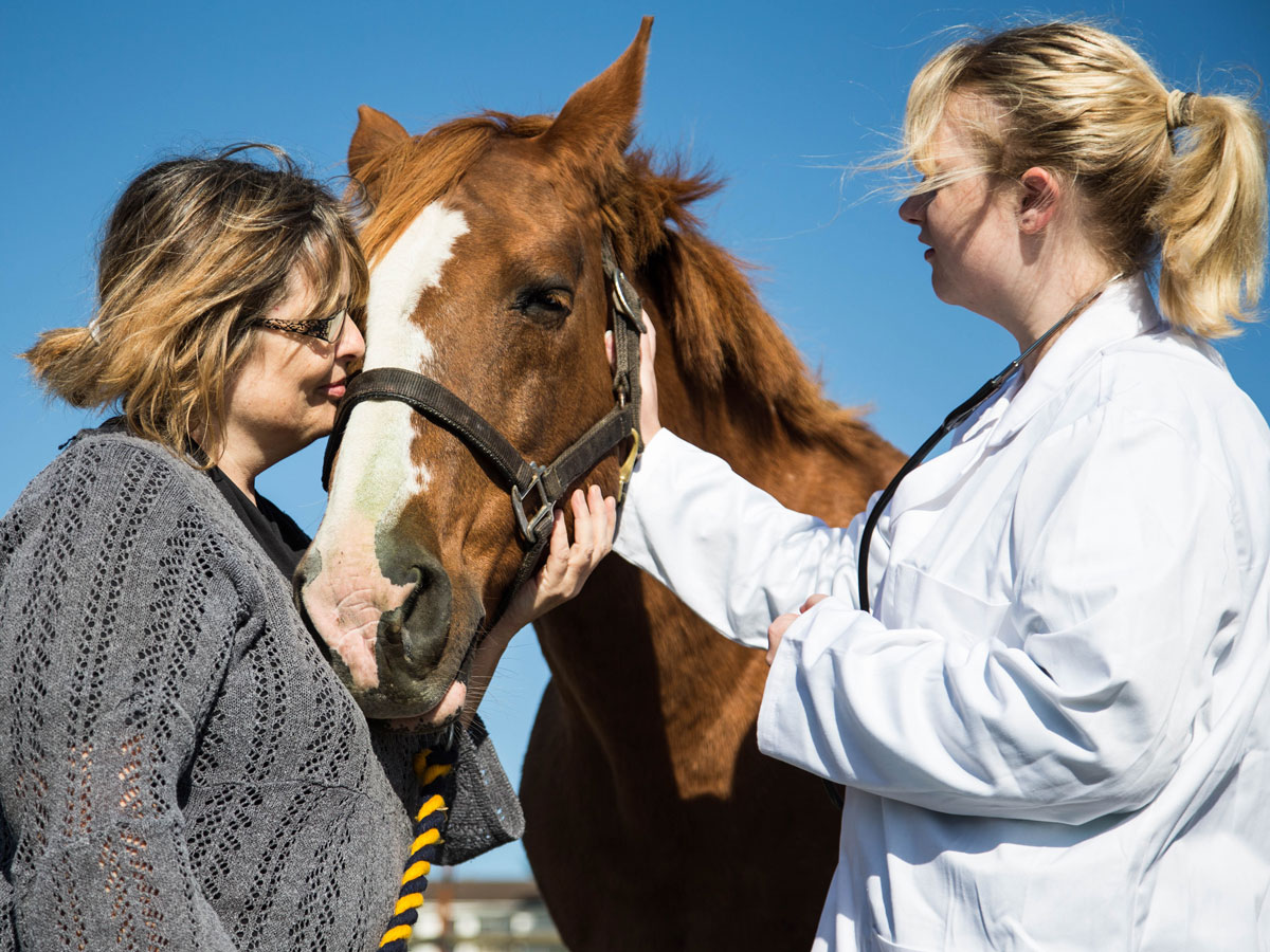 vet horse owner talking chestnut horse center