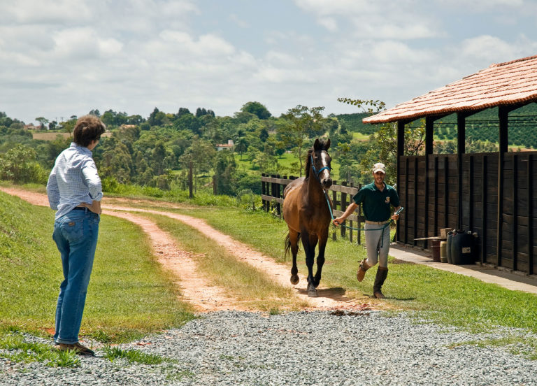vet lameness exam horse trot