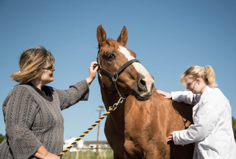 vet owner horse exam