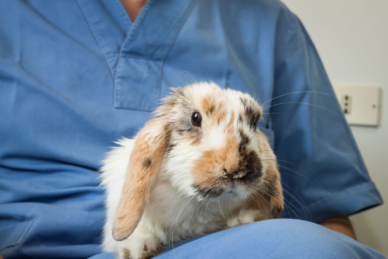 vet rabbit