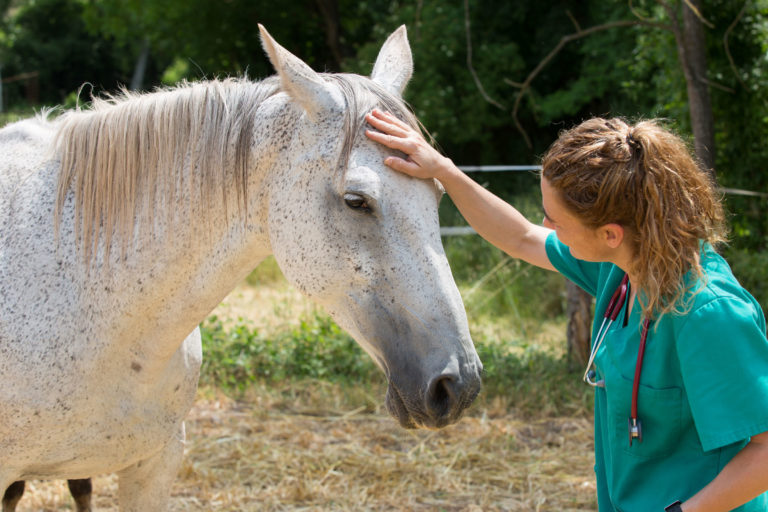 vet sick gray horse outside