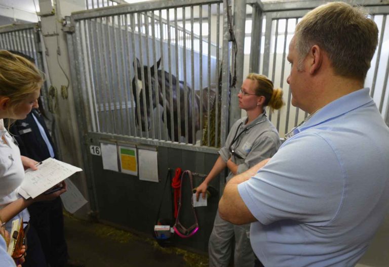 vet horse hospital vet students