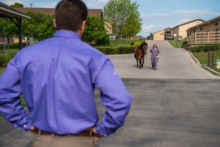 vet watching horse walk