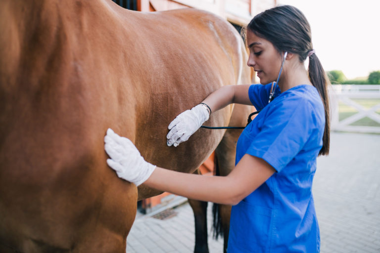 vet woman stethoscope horse gloves