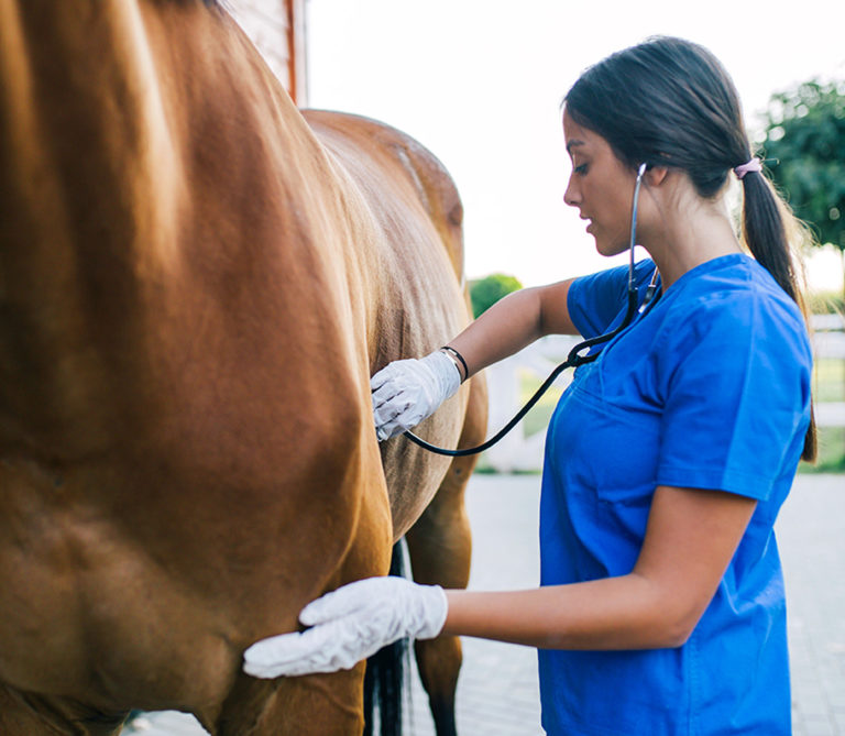 vet woman stethoscope horse