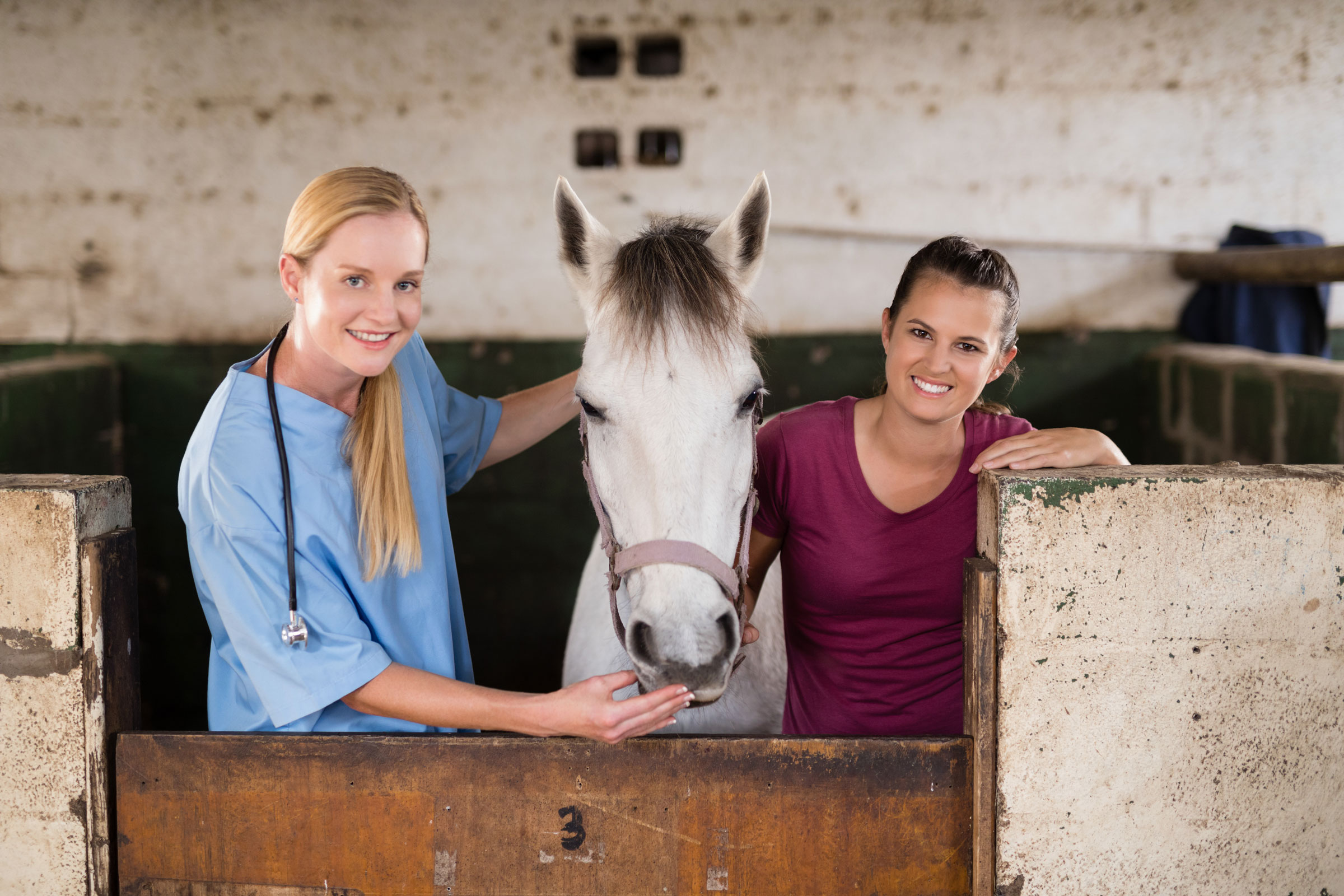 veterinarian client horse
