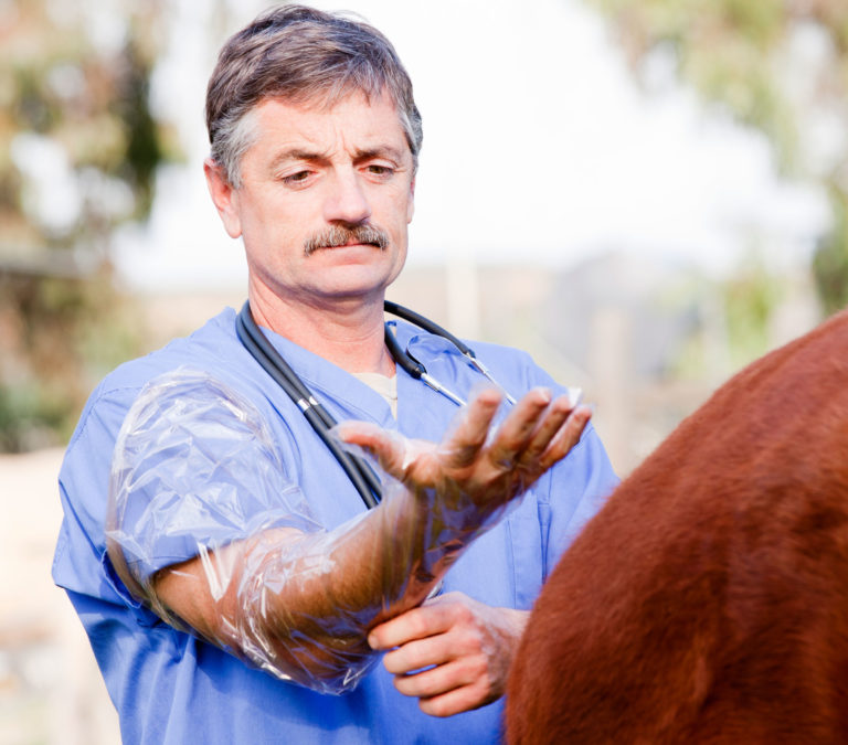 veterinarian putting on exam glove horse