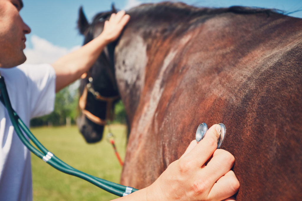 veterinarian stethoscope lungs side horse