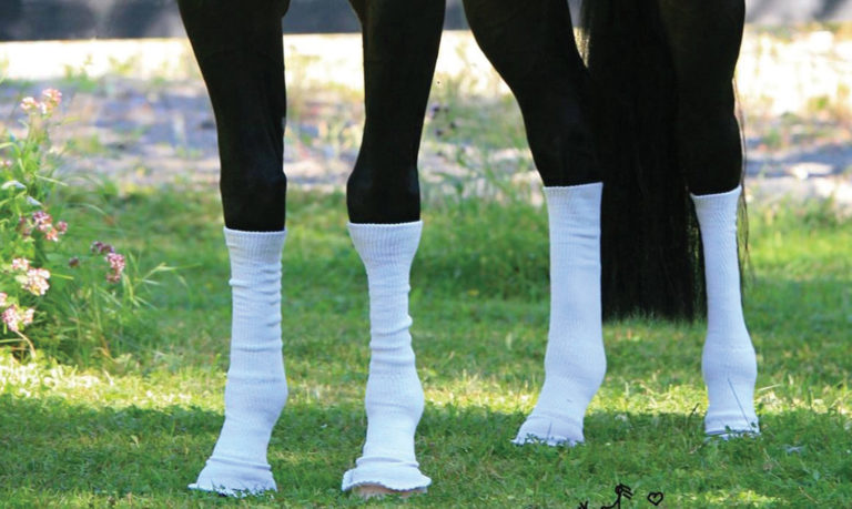 Veterinarians Get a Leg Up in the War Against Equine Dermatitis promo image