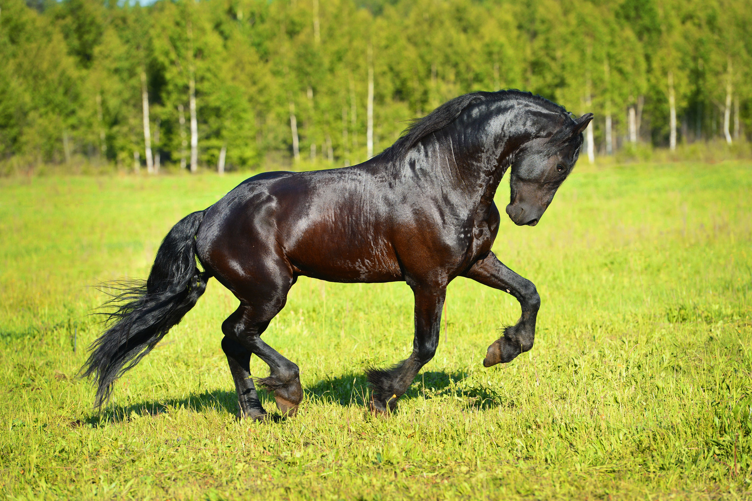 warmblood horse in field