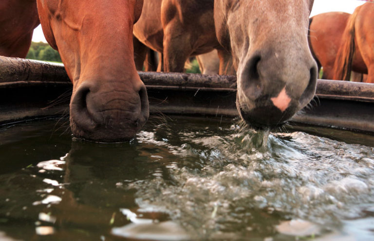 water horses drinking stock tank