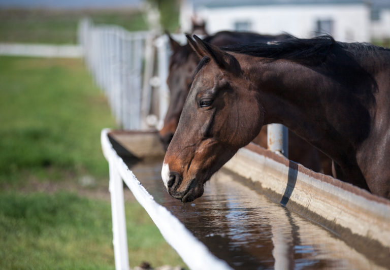 water-tank-horse-iStock-178526571-2400