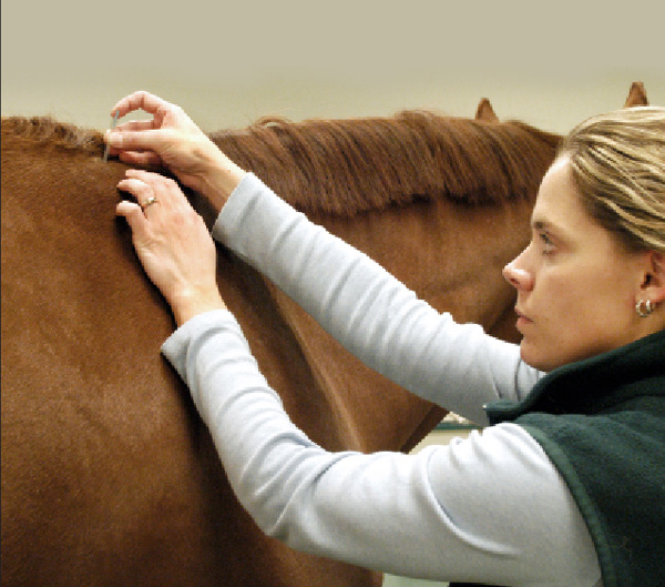 Who Is The Equine Vet of the Future? promo image