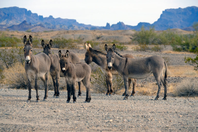 wild burros California