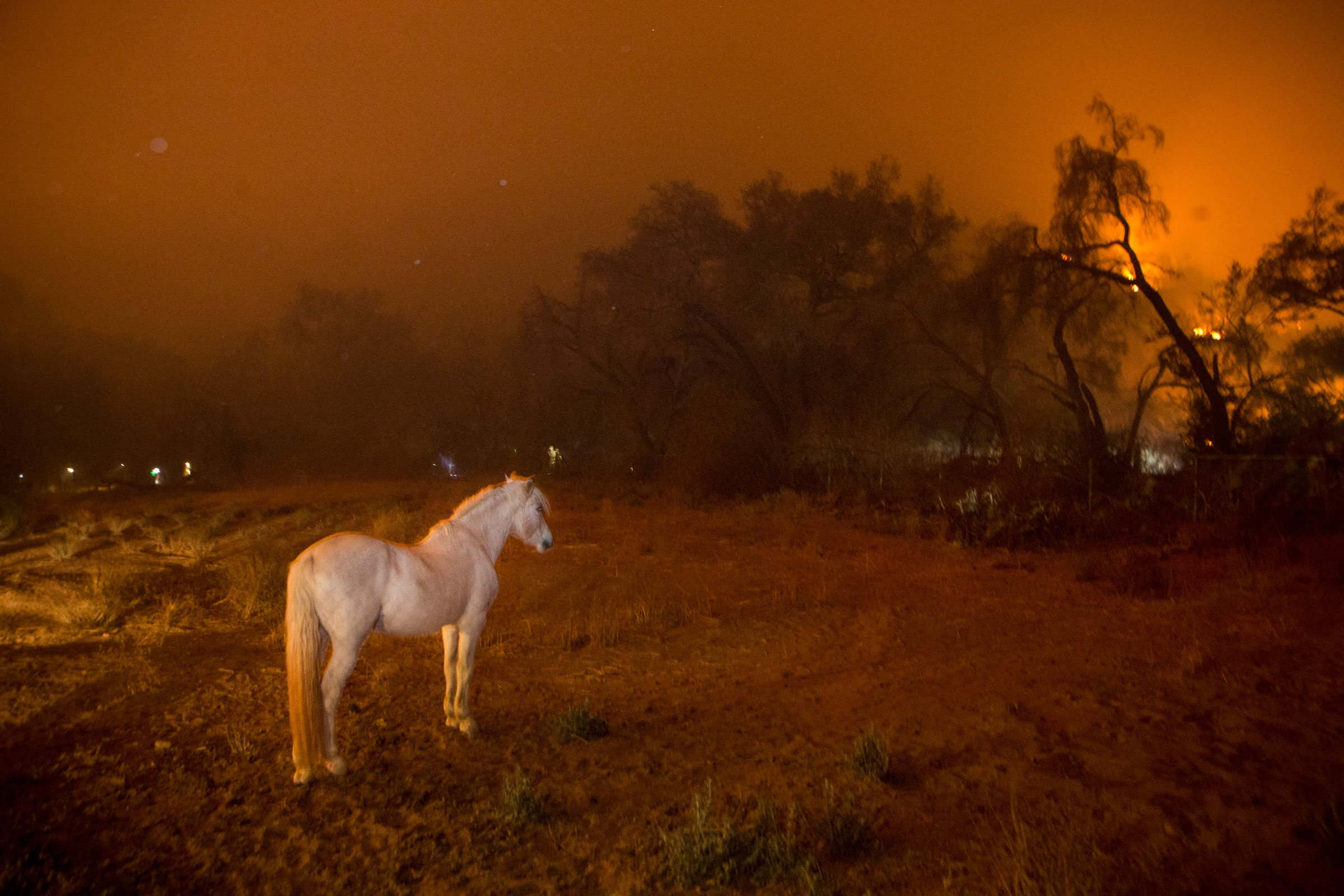 wildfire smoke horse