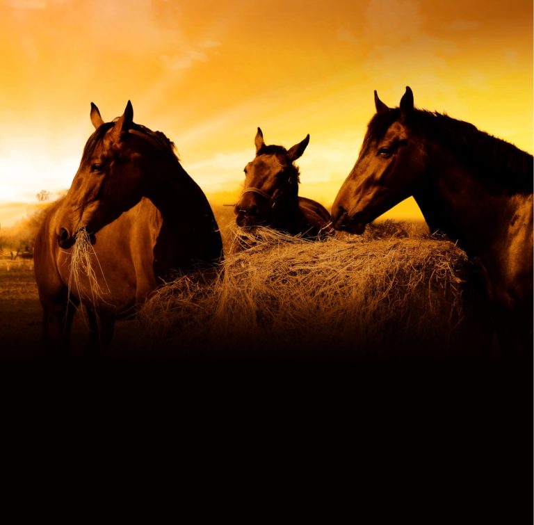 Win Up To $10,000 Worth of Hay from Horse Health Products! promo image