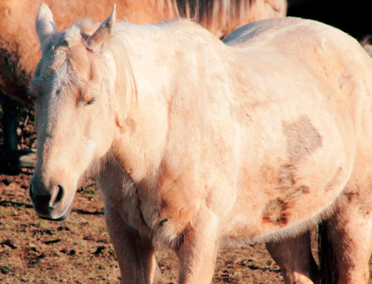 wound horse side