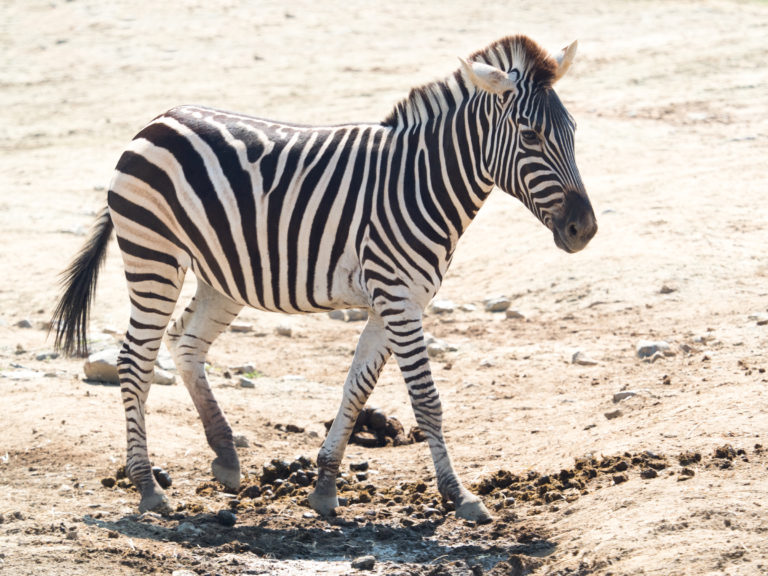Zebra-Grant's-iStock-852008590-2400