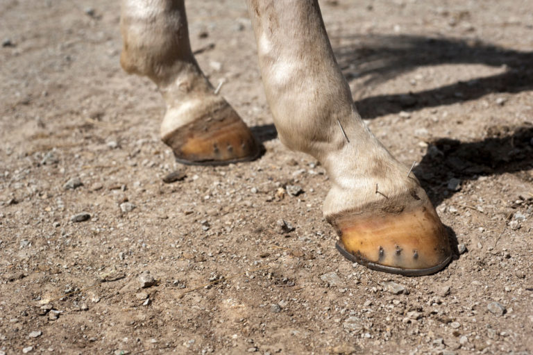 acupuncture horse feet closeup legs