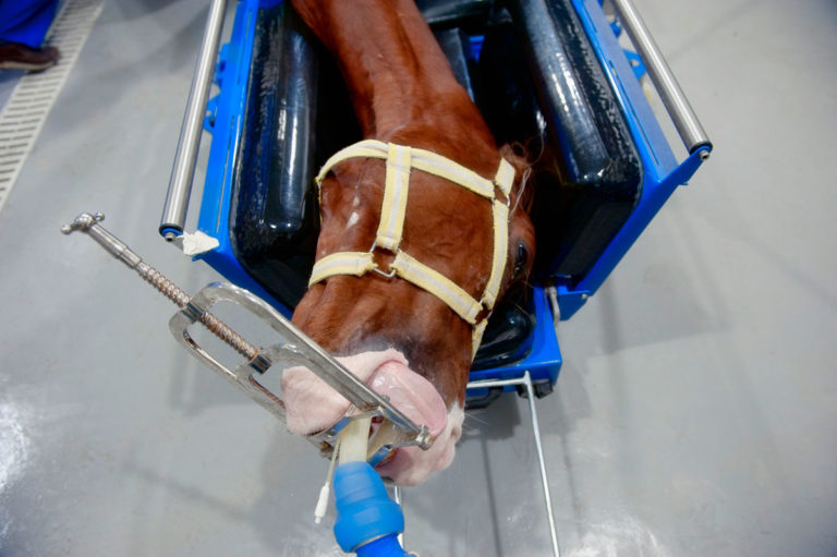 anesthesia horse