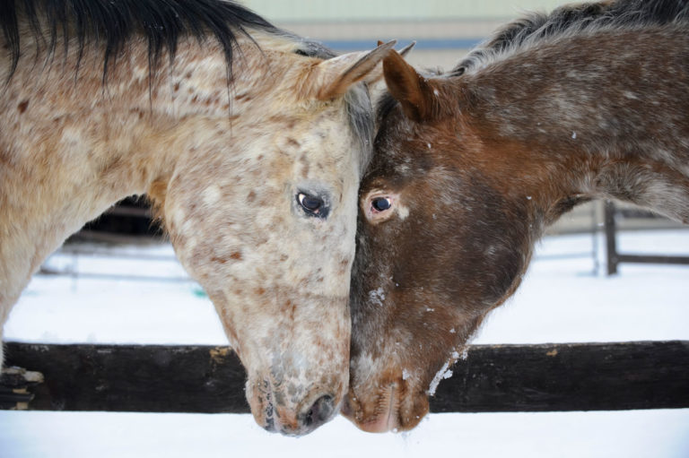 Appaloosa two horses touching foreheads