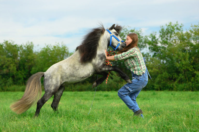 horse attack angry aggressive biting female
