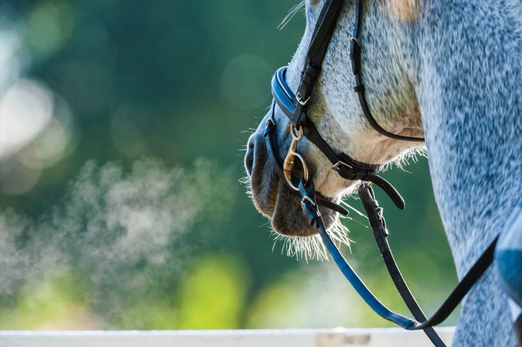Grey horse wearing a bridle and breathing hard. 