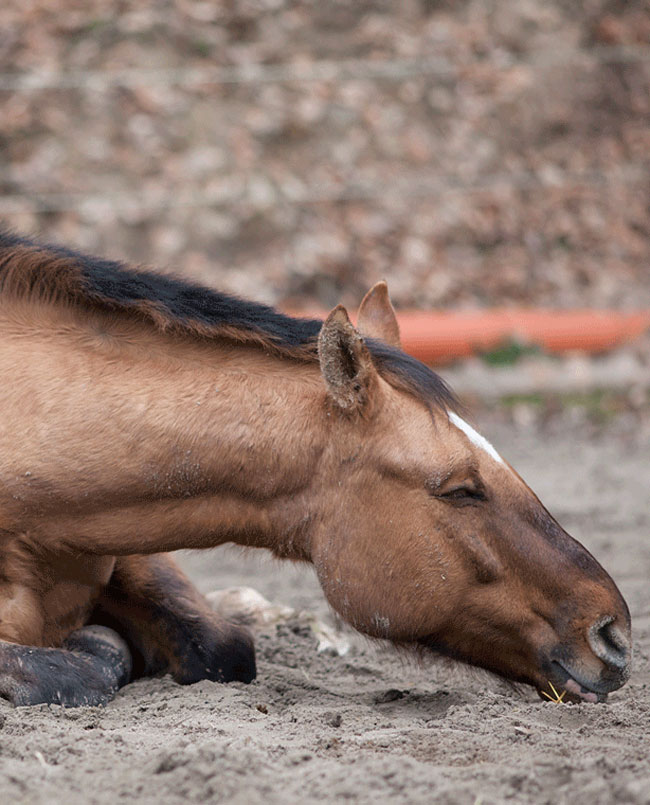 colic horse laying down 650V