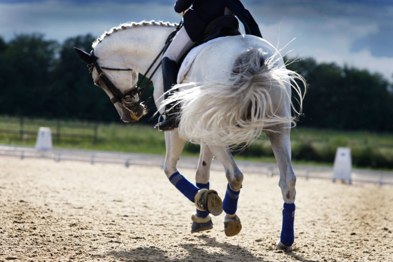 dressage gray horse from behind