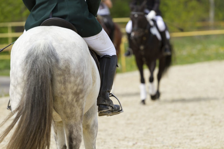 dressage gray horse rider from back