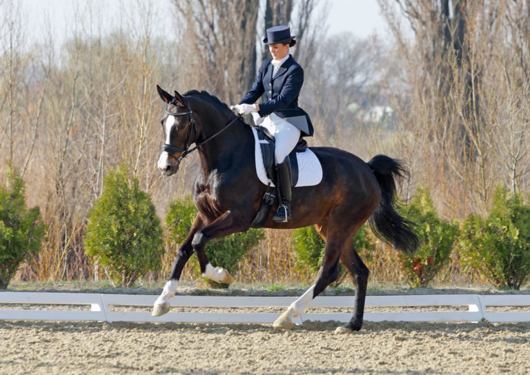 dressage horse rider