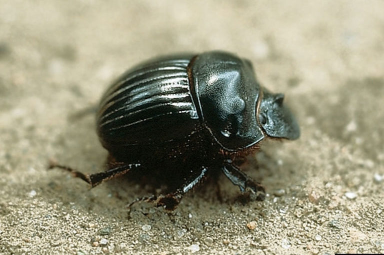 dung beetle Dichotomius carolinus