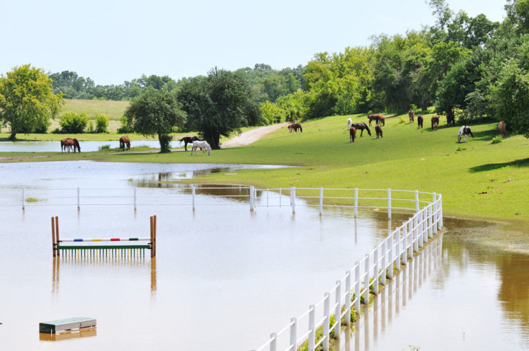 flooded pasture arena horses on hills