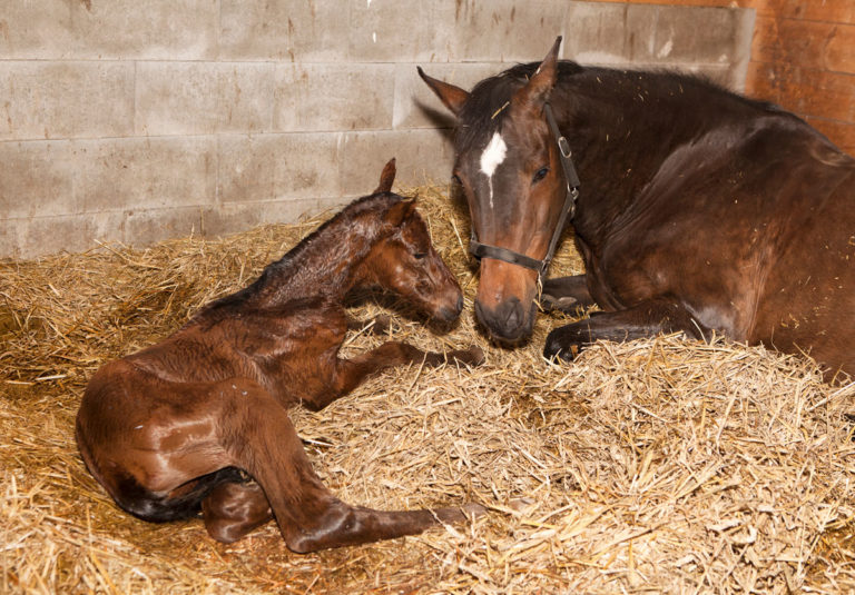 foal newborn mare stall