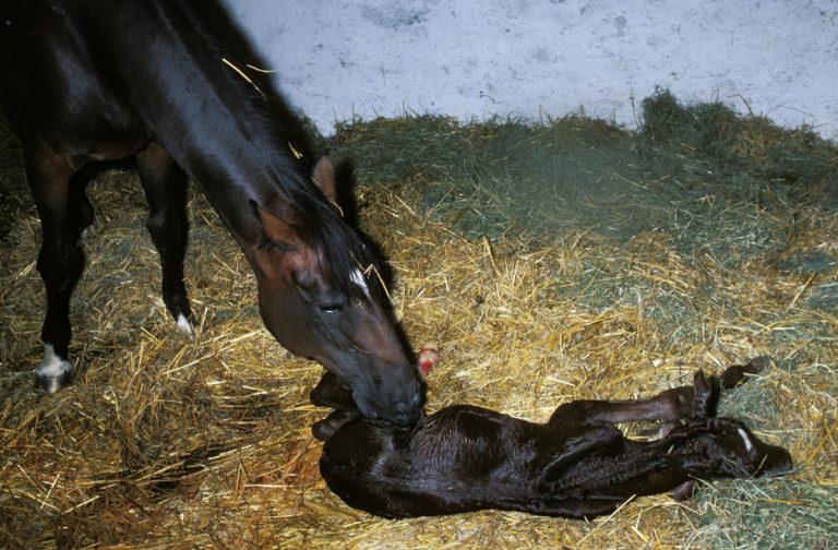 foaling in stall mare licking newborn foal