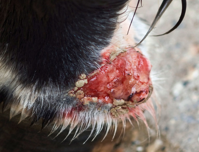 granulation tissue horse heel
