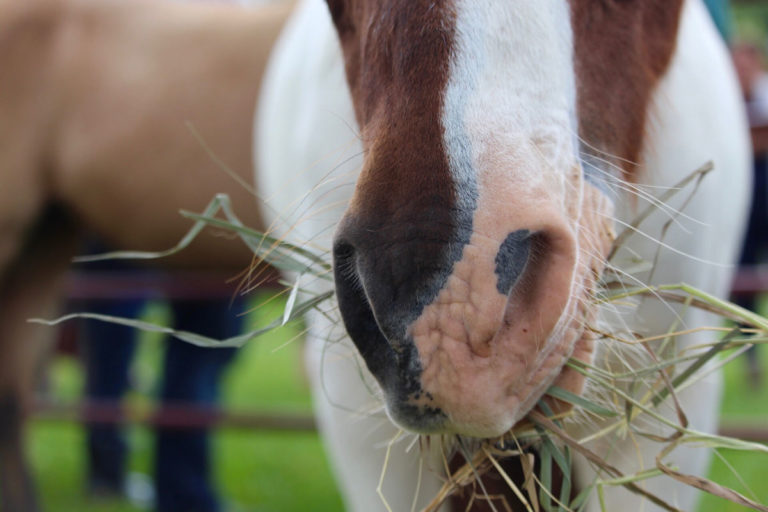 hay closeup horse mouth