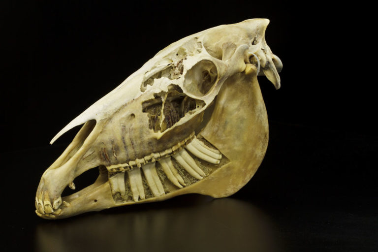 horse skull sinuses showing