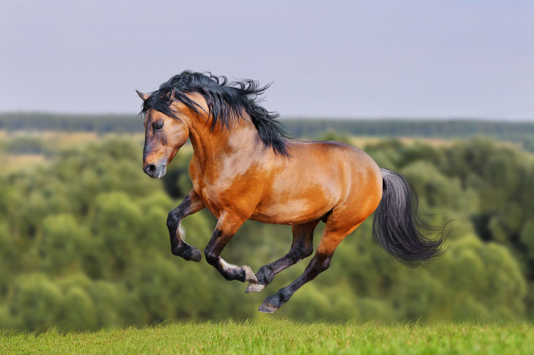 Lusitano horse