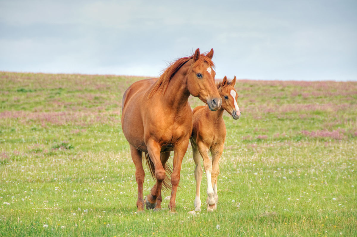 mare and foal in field chestnut
