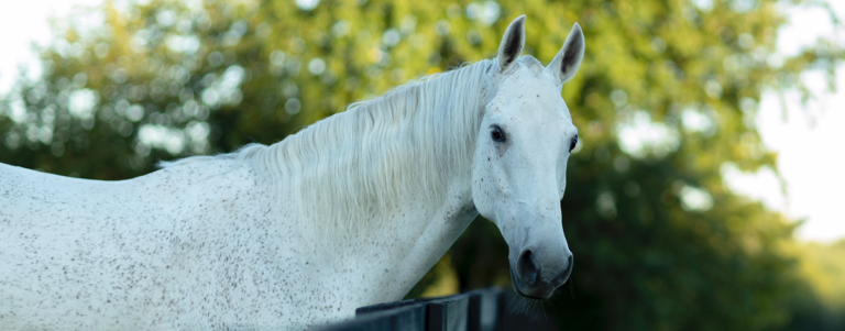MBS_Ad_Horse&RiderHeroImg_022822_mw