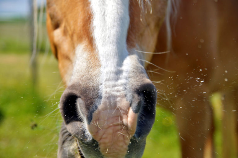 nose horse closeup particulates sneeze