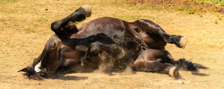 rolling horse