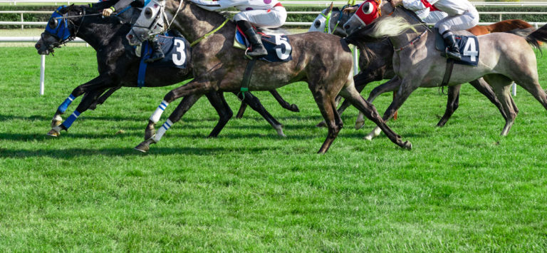 Thoroughbred racehorses on grass