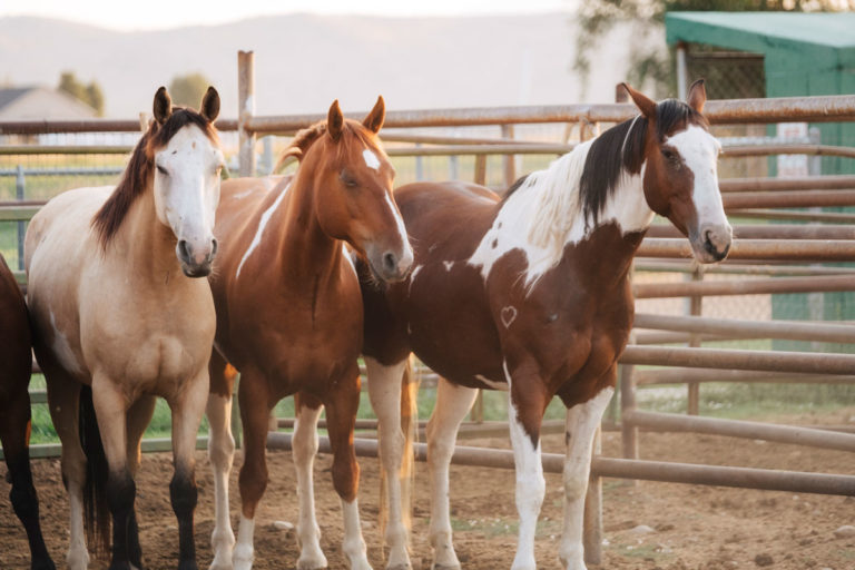 three horses dry lot pole corral
