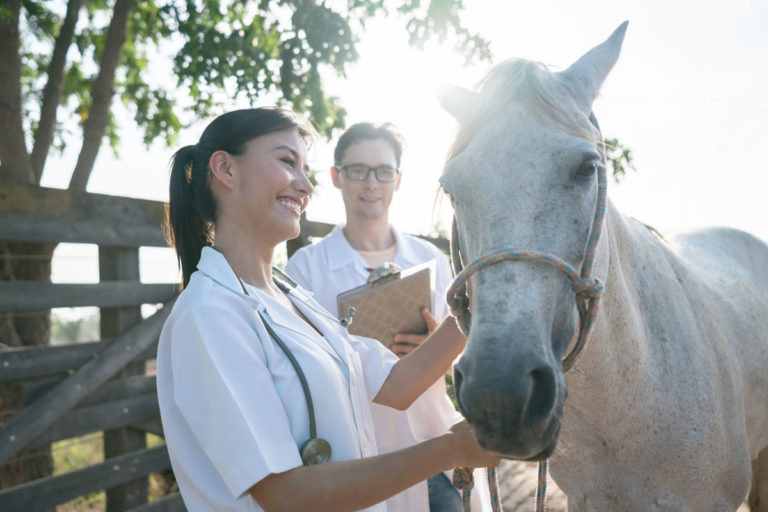 vet assistant horse happy